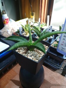 【１円スタート！】サンスベリア ファイター Sansevieria サンセベリア 観葉植物 多肉植物 アガベ サボテン パキポディウム