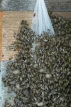 ■キンリョウヘンの人工合成剤 日本ミツバチ・ルアー 3個セット_画像4