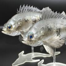 メバル(青) フィギュア　魚　模型　ハンドメイド　レプリカ　メバリング　アジング　海洋堂　風　ネイチャーテクニカラー　風　釣り　海 _画像7