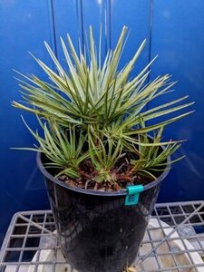 3/10撮影 現品！チャメロップス 7号◇チャメロプス フミリス セリフェラ◇Chamaerops humilis cerifera（品番GRE）【送料M】