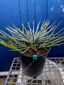 3/10撮影 現品！チャメロップス 7号◇チャメロプス フミリス セリフェラ◇Chamaerops humilis cerifera（品番GRA）【送料M】