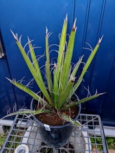 3/11撮影 現品！◇ユッカ・カルネロサナ 7号 ◇ドライガーデン◇Yucca carnerosana（品番WHD）【送料M】