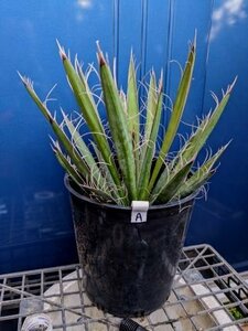 3/11撮影 現品！◇ユッカ・カルネロサナ 7号 ◇ドライガーデン◇Yucca carnerosana（品番WHA）【送料M】