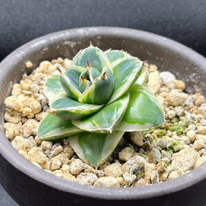 アガベ ピンキー 王妃笹の雪A型白覆輪 カキ仔（3個）付き Agave filifera 'Pinky' の画像3