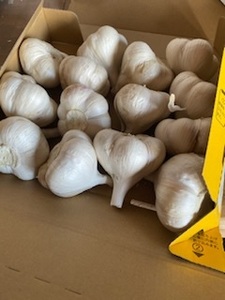  Aomori prefecture garlic 1Kg L exemption . power up ③