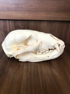 熊の頭骨