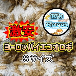 550匹+20%+(死着保証10%)　Sサイズ約(0.7～1cm)　激安ヨーロッパイエコオロギ　コンパクトボックス発送