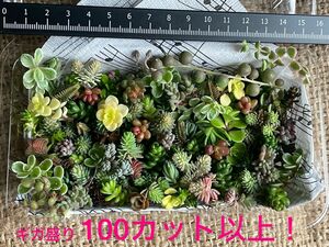 【寄せ植えに！】自家製　多肉植物　草系セダム中心のギガ盛りお弁当③