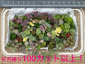 【寄せ植えに！】自家製　多肉植物　草系セダム中心のギガ盛りお弁当⑦