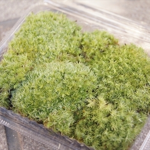 ■京都産 ホソバオキナゴケ ヤマゴケ / 苔栽培 苔玉 コケリウム テラリウム アクアリウム 苔盆栽 管UB08の画像2