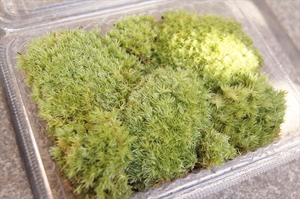 # Kyoto production ho sobaokinagokeyamagoke/ moss cultivation kokedama kokelium terrarium aquarium moss bonsai tube UB08