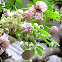 ■京都産アケビの種20粒　食用品種アケビ　グリーンカーテン・緑の棚・花・実・ツルの利用_画像3