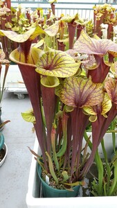 サラセニア sarracenia flava var. rubricorpora F226 ② 食虫植物