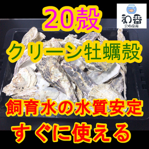 【水質安定 除菌済】 クリーン牡蠣殻(かきがら) 20殻+α(10-15cm) ろ材 めだか 金魚 貝 カキガラ バクテリア PSB クロレラ 中和