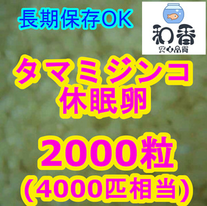 ★タマミジンコ休眠卵2000粒★ 長期保存 めだか らんちゅう グッピーの餌 ゾウリムシブラインシュリンプ代替※クロレラ付も