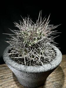 テロカクタス　鶴巣丸 Thelocactus nidulans 古株　輸入球　/検索　コピアポア　黒王丸　シネレア　弧竜丸