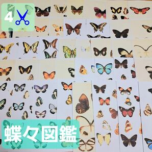 4♪ 蝶 蝶々 海外 図鑑 紙モノ デザインペーパー アンティーク コラージュ