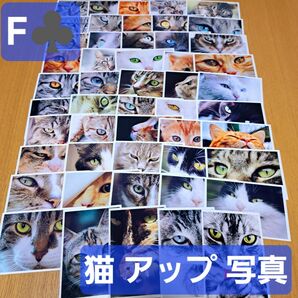 F♪ 猫 アップ 顔 海外 写真 紙モノ アンティーク ジャンク コラージュ