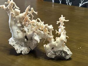 珊瑚原木 (幹太め)綺麗な珊瑚原木です。