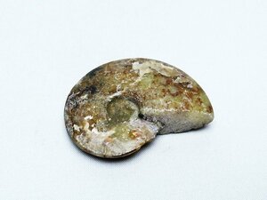 誠安◆超レア極品天然AAAAAアンモナイト化石[T723-1523]