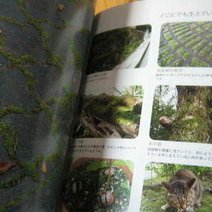 山野草とミニ盆栽 苔とシノブ 苔とあるく ２冊の画像7