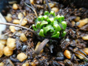 ドロセラ　イトバモウセンゴケ　TRACYI　白花　Drosera filiformis var. tracyi white flower