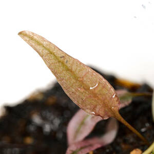 [ water plants ] Cryptocoryne flamingo pictured 1 cup ( control symbol :B)