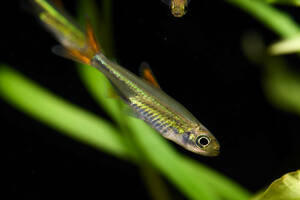 [ tropical fish ] Jerry bean Tetra approximately 2.3 pcs 