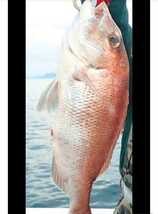 45g60g80g 3個セット　オレンジ金　タングステンヘッド 鯛ラバ ジギング 最高品質 高含有量 キラキラeye 送料無料 国内発送　_画像8