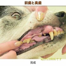 愛犬・愛猫用 歯石取り ペンチ 犬 歯石 デンタルケア ホームケア 猫 プロも愛用_画像3