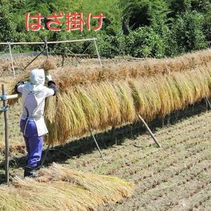 令和5年南信州産 はざ掛け米 特別栽培米【ミルキークイーン】玄米10Ｋｇ（精米サービス）の画像3