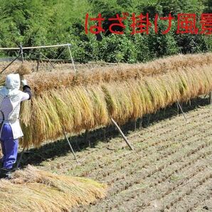 令和5年南信州産 はざ掛け米 特別栽培米【ゆうだい21】玄米20Ｋｇの画像3