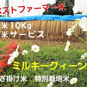 令和5年南信州産 はざ掛け米 特別栽培米【ミルキークイーン】玄米10Ｋｇ（精米サービス）の画像1