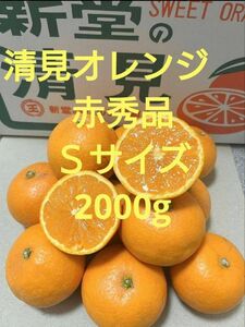 とっておきの清見オレンジ　「新清」Ｓサイズ2000g