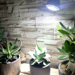 15W植物育成ライトGrowLight 6000K 2個 ライトクリップ2個の画像6