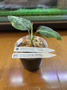 Aglaonema pictumtype NIRVASHfrom Pulau Nias【AZ0611-3】VerMES アグラオネマ ピクタム　ニルバーシュ　AZ便