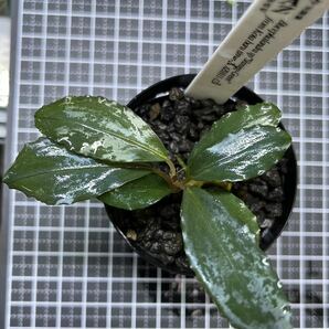 Bucepharandra sp Shining-Green 水上葉 1株 ブセファランドラ AZ便 水上育成株の画像1