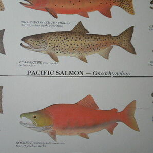 ポスター(トラウト・サーモン)ラミネート加工「TROUT,SALMON AND CHAR OF NORTH AMERICA 」 未使用品 アメリカ製 送料込みの画像10