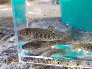 数量指定可能　ニジマス　50匹　5cm前後　稚魚　ヤマメ　ヒメマス　注意事項あり