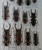 出典：Stag Beetles of ChinaⅡ