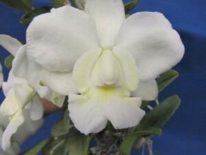 C.walkeriana alba `Pendentive'