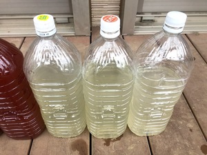 Z9L　大量　ゾウリムシ約9L（9000ｍｌ）　2Lを6本　 自家製　メダカの稚魚などに　ゆうパックおてがる版　送料無料