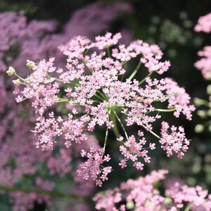 ピンピネラ　マヨールロゼア　花の苗