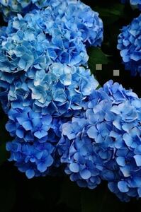 ハイドランジア　ラピスラズリ　花の苗　アジサイ　紫陽花