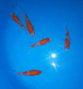 古沢養魚場　紅白　7～8cm　当歳　5尾