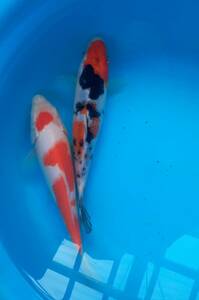 古沢養魚場　厳選大正三色と紅白　22と22cm　二歳二尾