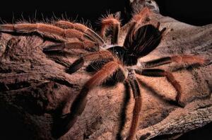 Megaphobema robustumコロンビアジャイアントタランチュラ LS3cm程 ムカデセンチピードサソリヤスデミリピードカマキリマンティス奇虫蜘蛛