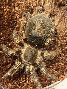 Grammostola pulchripesチャコジャイアントゴールデンストライプニータランチュラ体長3cm程 ゴキブリムカデカマキリマンティスセンチピード