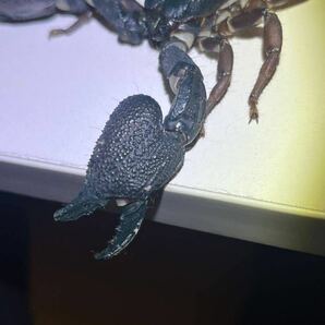【蠍最大種】スワンメルダムオオハカリサソリ全長20cm程ペアムカデセンチピードタランチュラスコーピオンカマキリマンティスウデムシの画像3