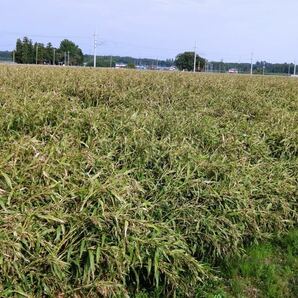 ハトムギ農家の手作り精白はとむぎ（栃木県産1kg)の画像5